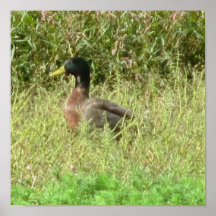Mallard Duck Print