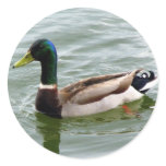 Mallard Duck Sticker