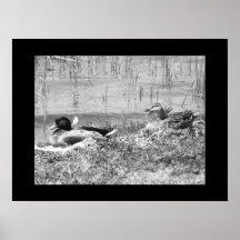 Mallard Ducks - Black & White Poster