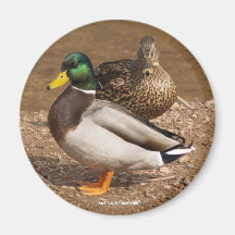 Mallard Ducks Magnet