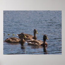 Mallard Ducks Poster