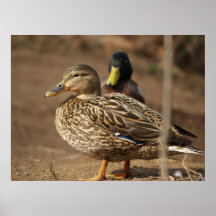 Mallard Ducks Posters