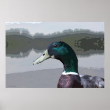 Mallard Graphic Art Poster