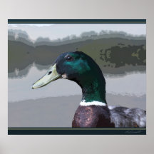Mallard Graphic Art Print