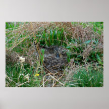 Mallard hen incubating her eggs poster