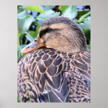 Mallard Hen Poster