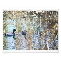 Mallard Illusions # 4 Photograph