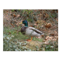 Mallard in Regent's Park Post Card