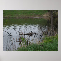 Mallard Naptime Posters