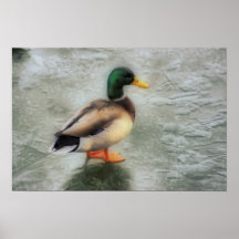 Mallard On Ice   HDR Poster