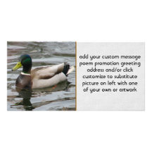 Mallard Photocartes
