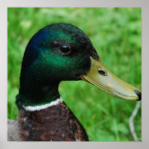 Mallard Poster 