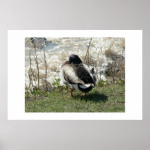 Mallard. Posters