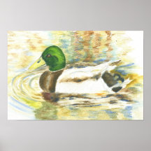 Mallard Posters