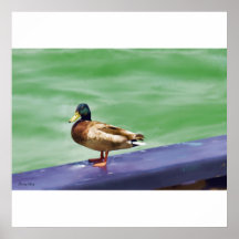 Mallard Print