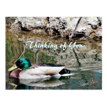 Mallard Reflections Postcard-customize
