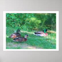 "Mallard Siblings & Dad" Fine Art Photograph Print
