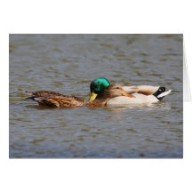 Mallards Greeting Card