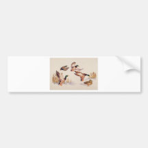Mallards In Flight Bumper Stickers