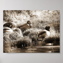 Mallards Print