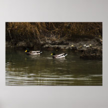 Mallards Print