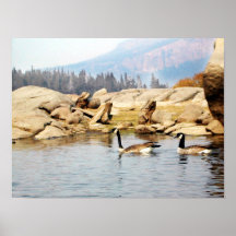 Mallards Poster