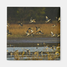 Mallards rising from water fridge magnets