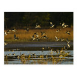 Mallards rising from water post cards
