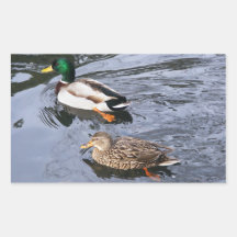 Mallards Stickers