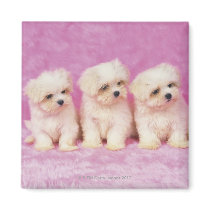 Maltese Dog; is a small breed of white dog that Refrigerator Magnets