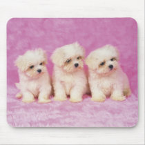 Maltese Dog; is a small breed of white dog that Mouse Pad