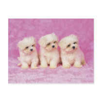 Maltese Dog; is a small breed of white dog that Post Cards