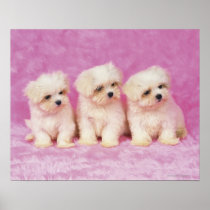 Maltese Dog; is a small breed of white dog that Posters
