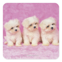 Maltese Dog; is a small breed of white dog that Stickers