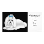 Maltese Dog Photo Card photo cards