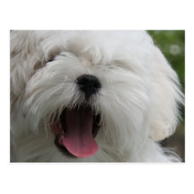 Maltese Dog Postcard