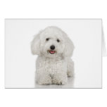 Maltese Dog White Card