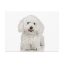 Maltese Dog White Postcard