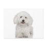 Maltese Dog White Postcard