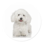 Maltese Dog White Sticker