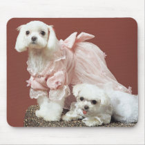 Maltese Dogs mousepads