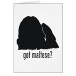 Maltese Greeting Card