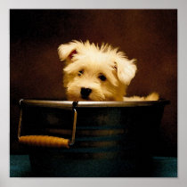 Maltese in the Washtub Print