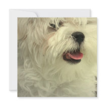 Maltese Invitations