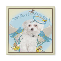 Maltese Perfect Angel Gifts Magnets