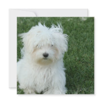 Maltese Puppies INvitation