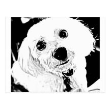 maltese puppy face postcard