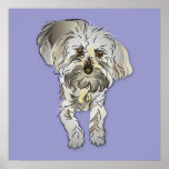 Maltipoo Puppy