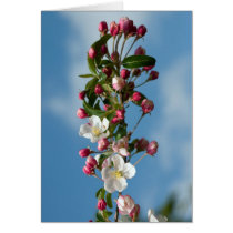 Malus Floribunda apple flowers Greeting Card