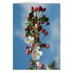Malus Floribunda apple flowers cards